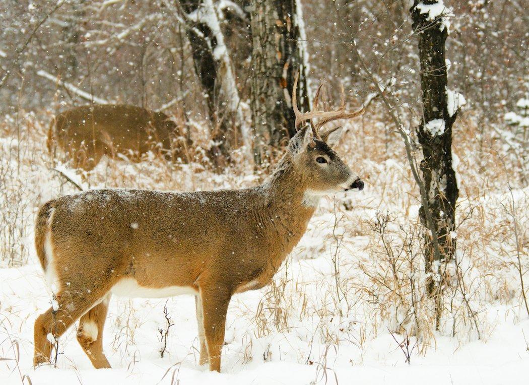 Cold weather brings tougher deer hunting conditions, yet higher odds of success.