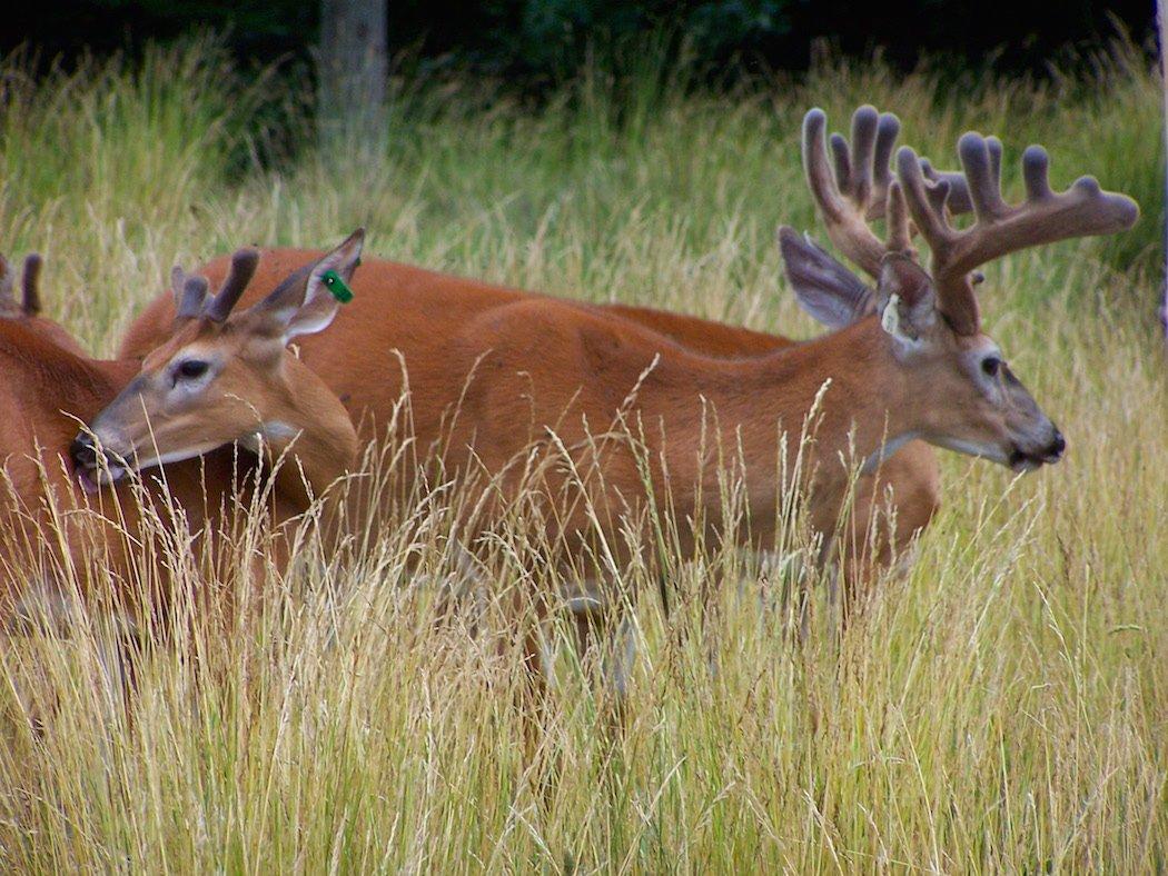 Myth: Transporting Captive and Wild Deer Holds No Threat to Wild Whitetails.