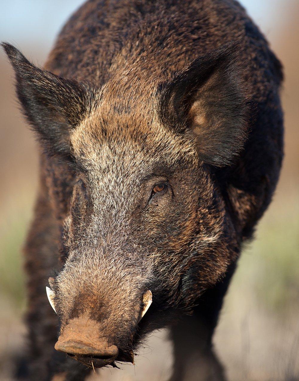 Respect that nose. (Russell Graves photo)