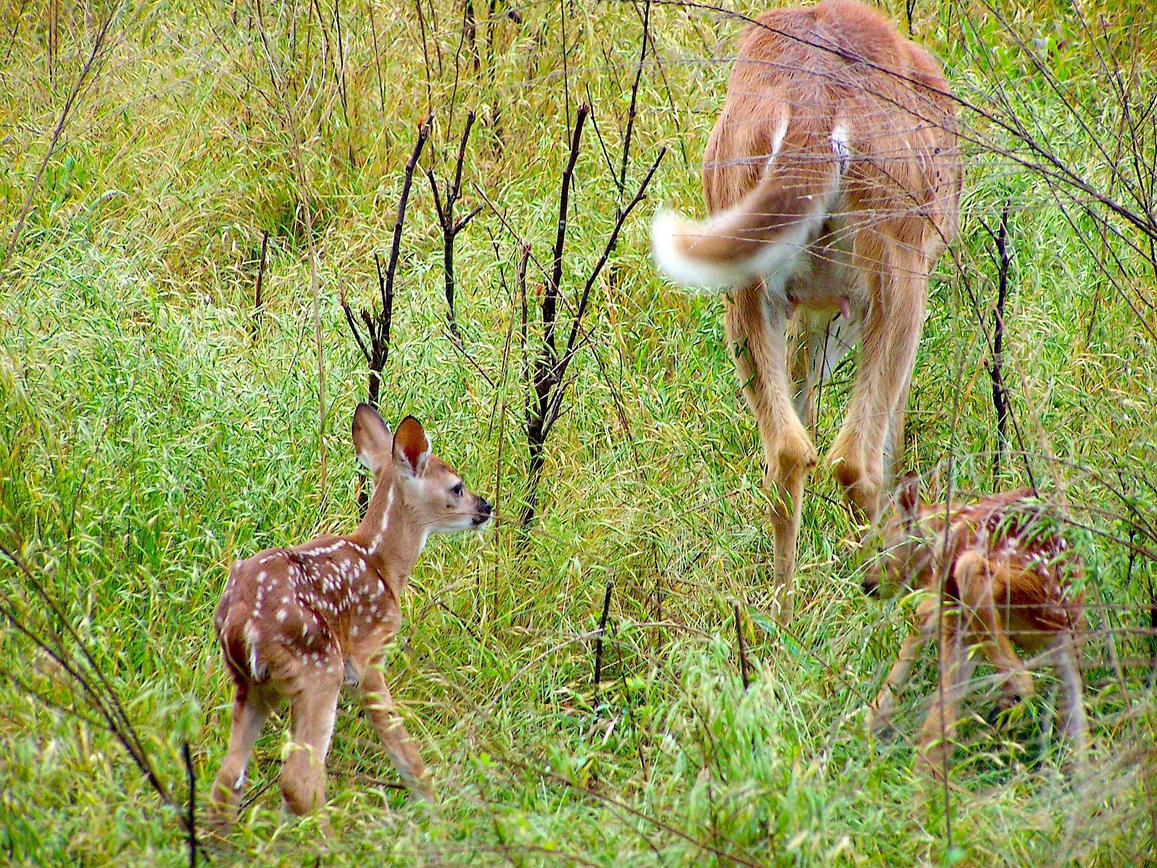Fawn recruitment in 2000 was 0.89 fawns per doe. In 2015, it was just 0.58 fawns per doe. That's a significant drop in the number of fawns that make it each year. (Josh Honeycutt photo)