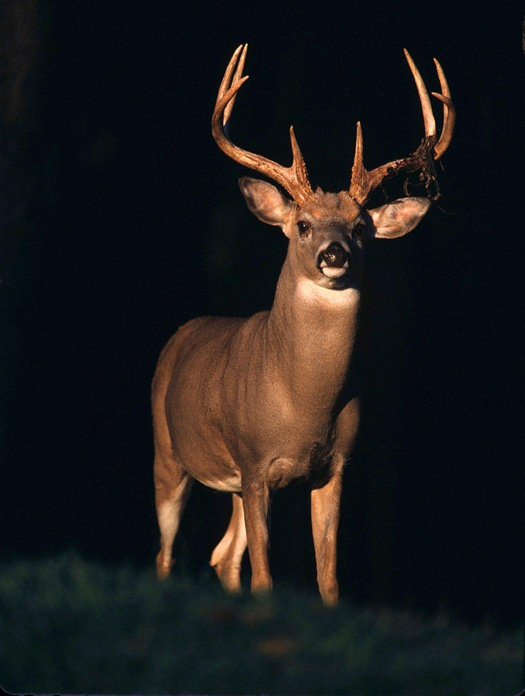 The QDMA State of the Whitetail Union shed light on a lot of topics. (John Hafner photo)
