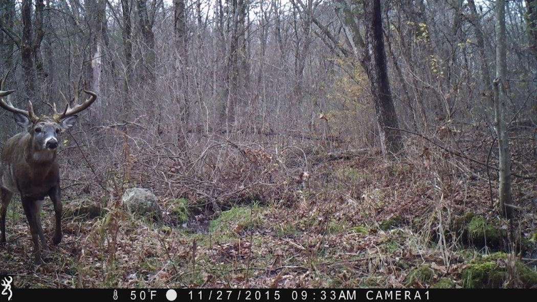 A daytime trail-camera image captured by Bruce Palmacci shows the Petryk buck searching for does mid-morning near the end of November. (Photo courtesy of Bruce Palmacci)