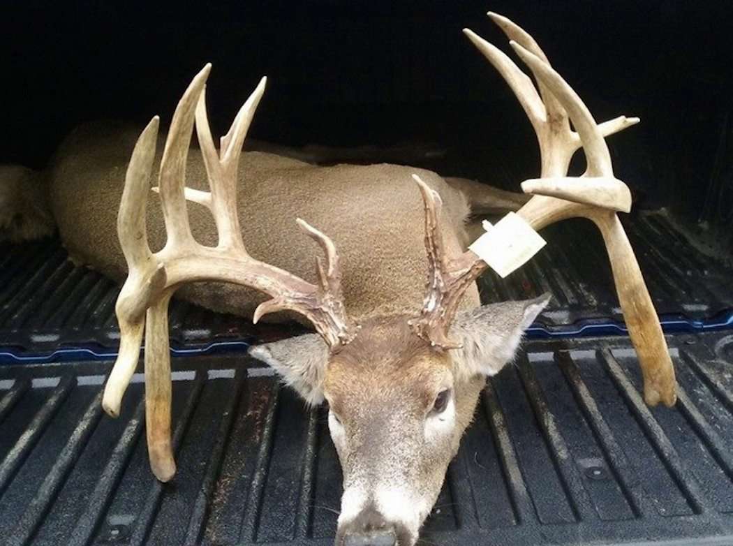 No need to hold this buck's head up for photos. It has kickstands on both sides. (Photo courtesy of Paul's Trading Post)
