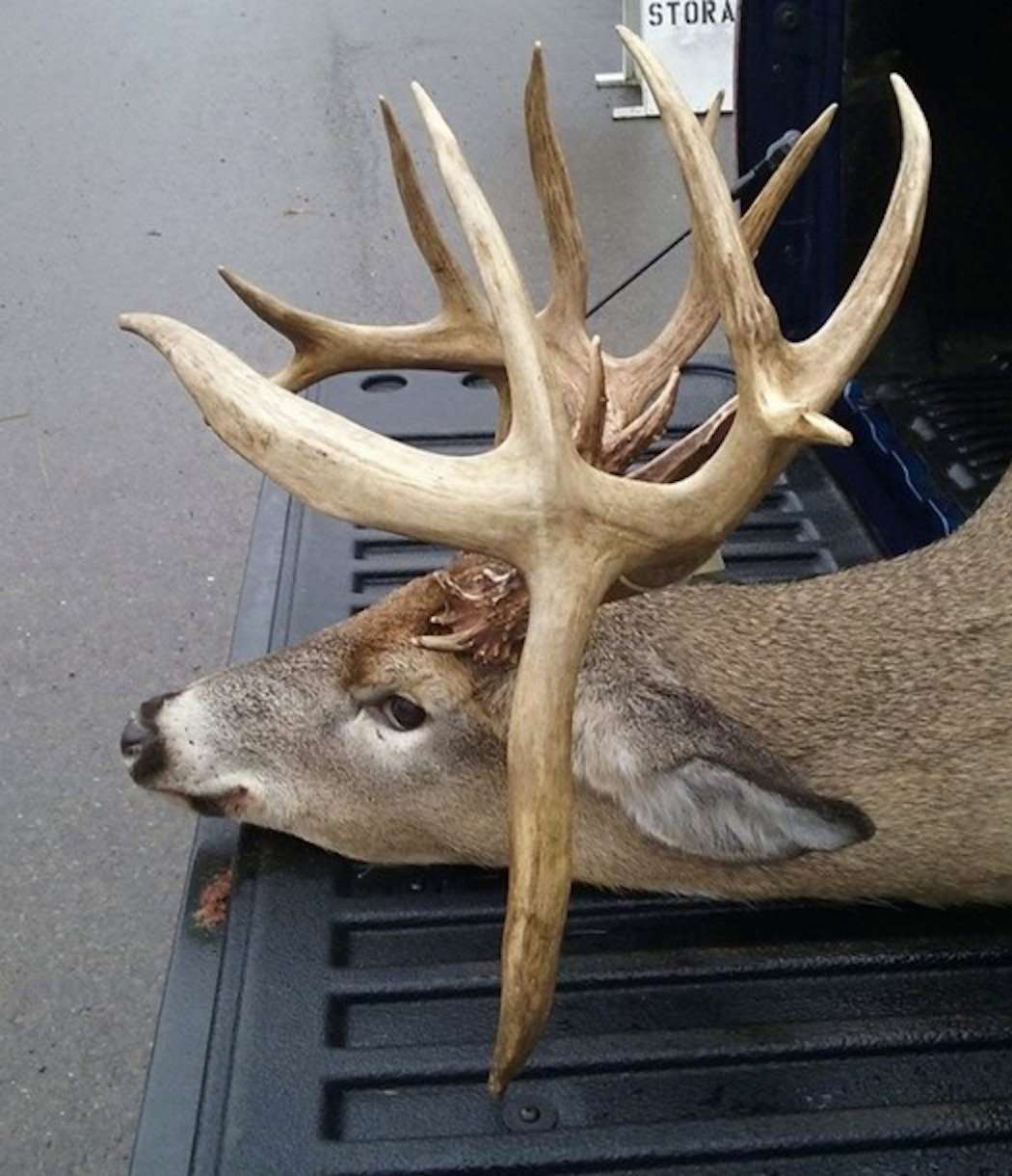 This buck has it all. (Photo courtesy of Paul's Trading Post)