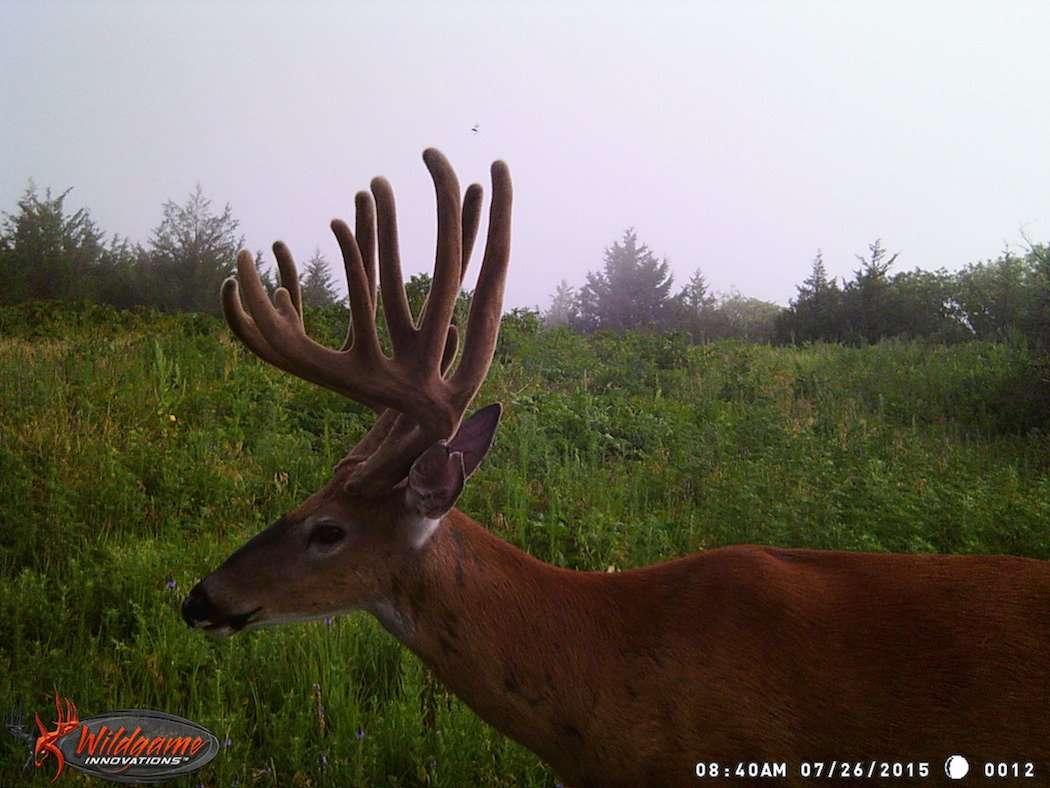 Trail cameras played a significant role in killing this buck.