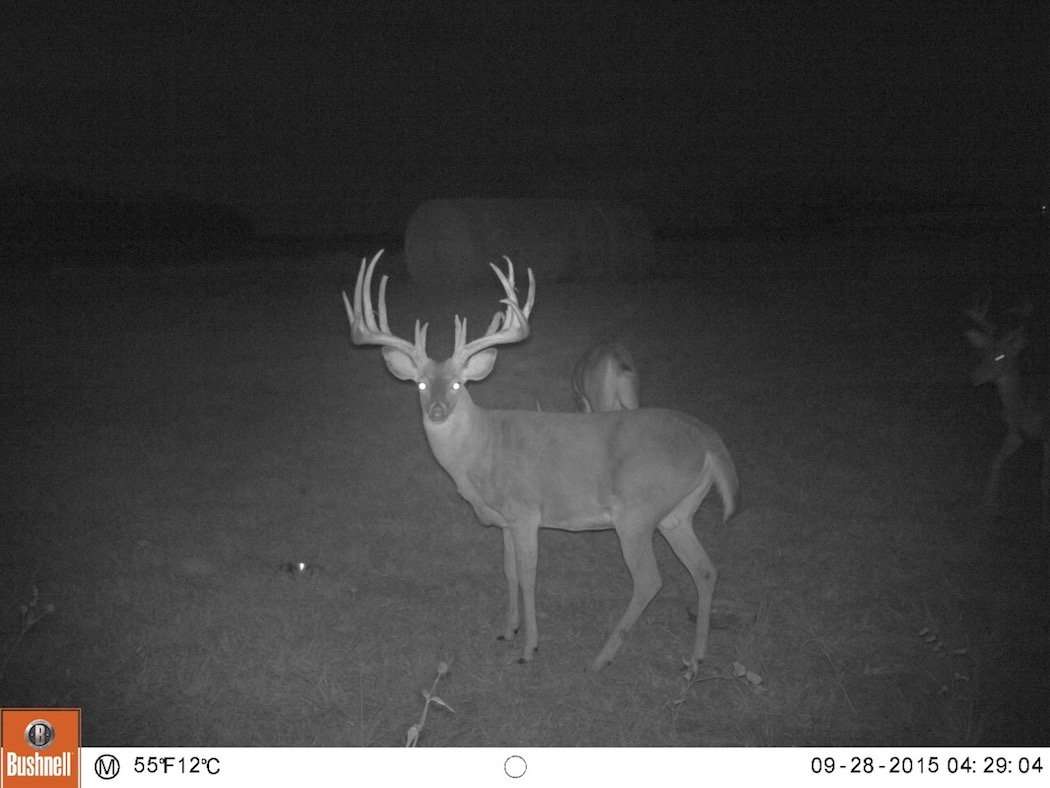 A trail camera photo of Dream Maker.