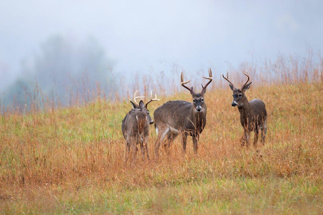 Knowing how to recognize specific bucks from year to year can take your hunt to the next level.