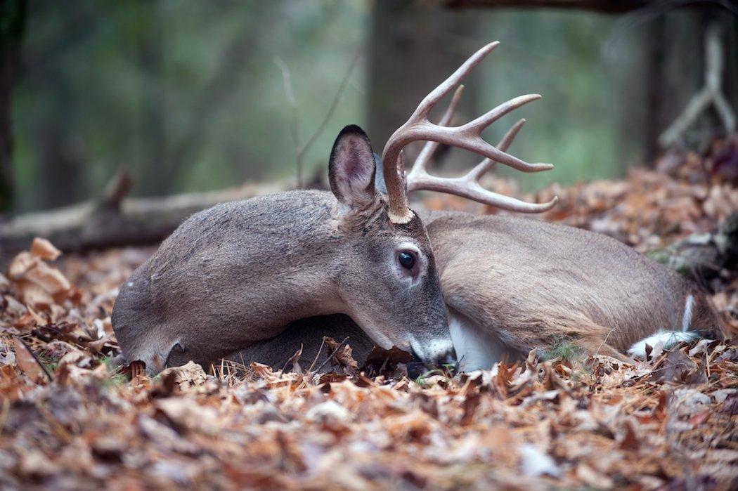 The rut isn't always a great time to hunt. 
