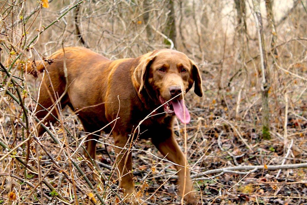 Use a Shed Dog 