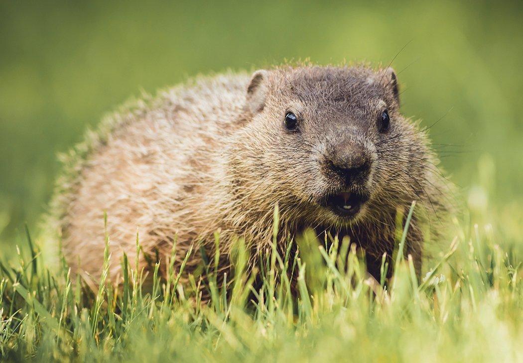 Hunting groundhogs is a great spring- and summer-time hobby. (Rabbitti/Shutterstock photo)
