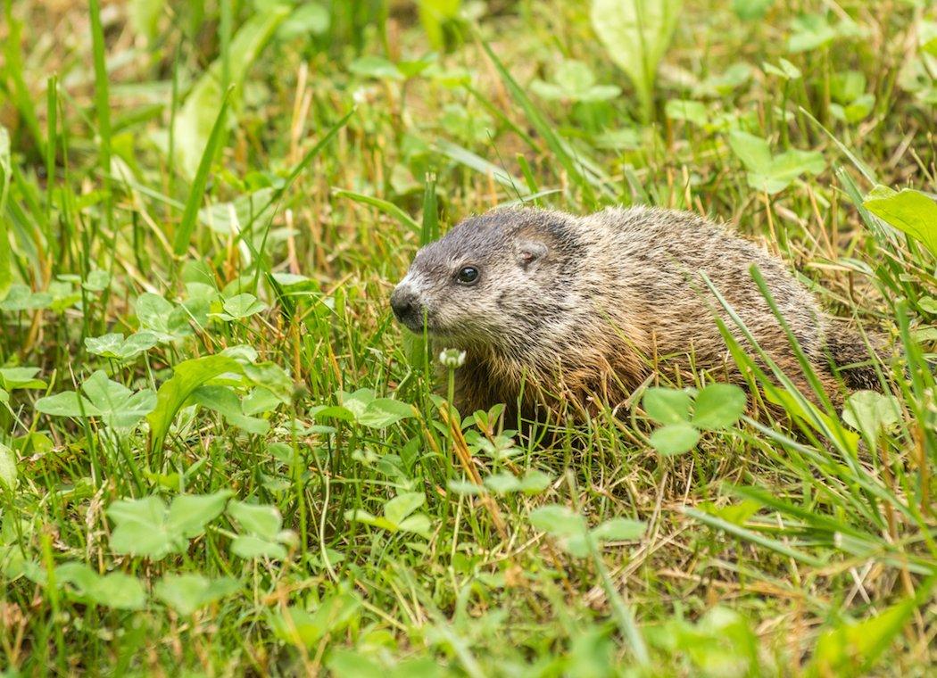 The smaller ones taste the best. Those larger than 11 or 12 pounds are tougher than those weighing less. (Bill Konway photo)