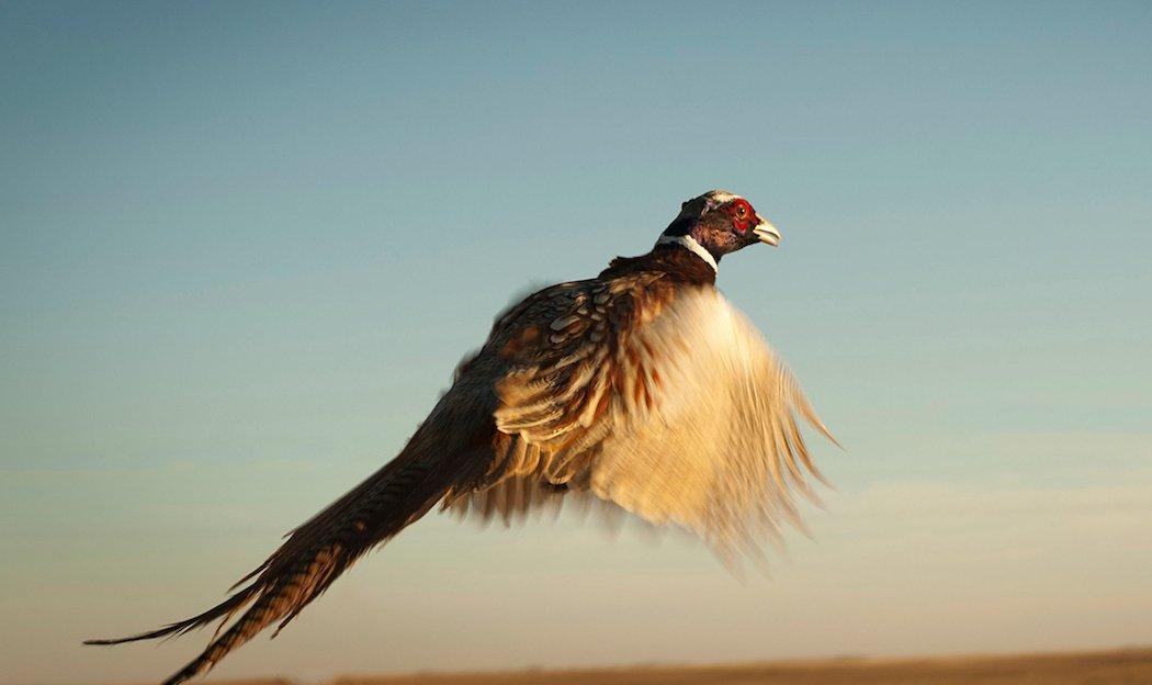 Wing-shooting is still enjoyed by millions. (John Hafner photo)