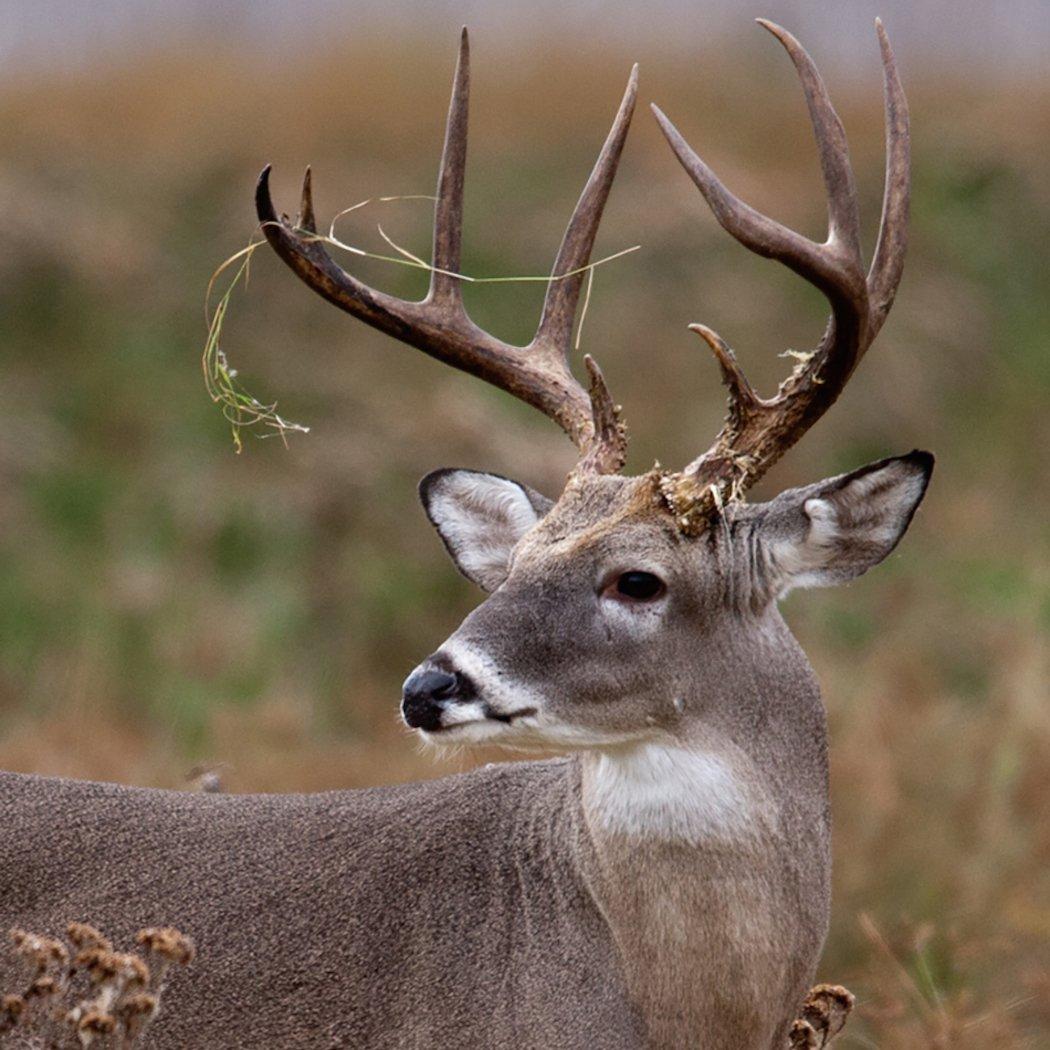 Several states produced more deer during the 2015-16 season than the year before. (Russell Graves photo)