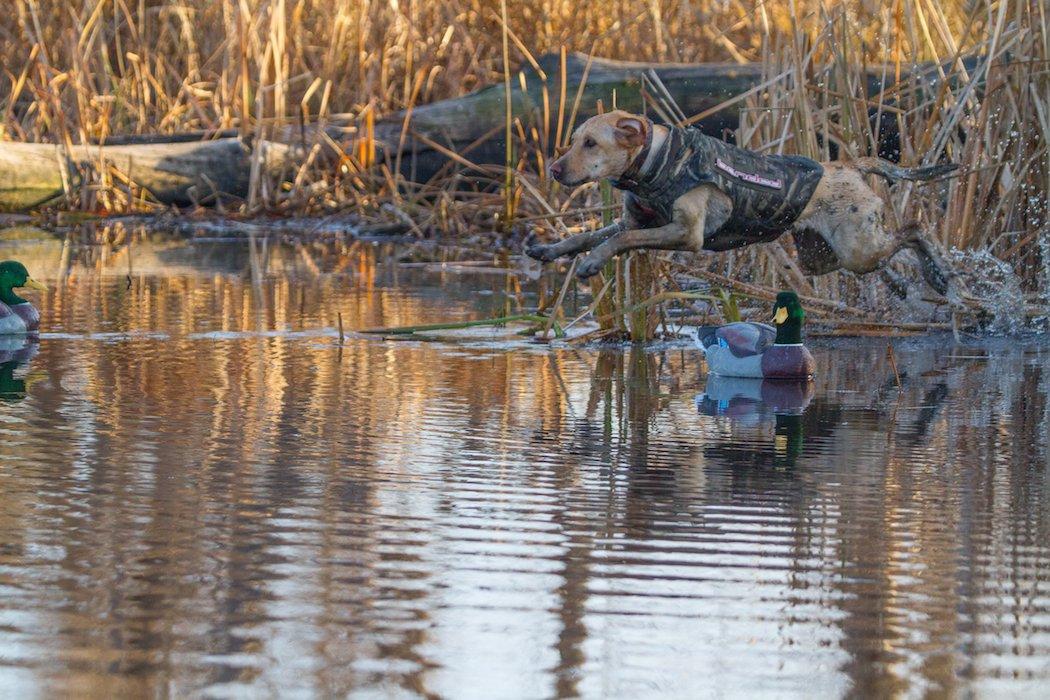 Beaver ponds can be deep and hard to navigate. Use a dog to retrieve downed ducks. (Realtree photo)
