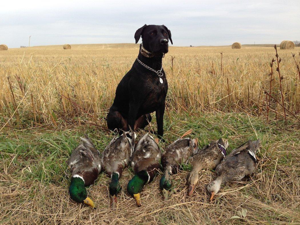 The Dakotas are great destinations for DIY waterfowlers. (Brian Lovett photo)
