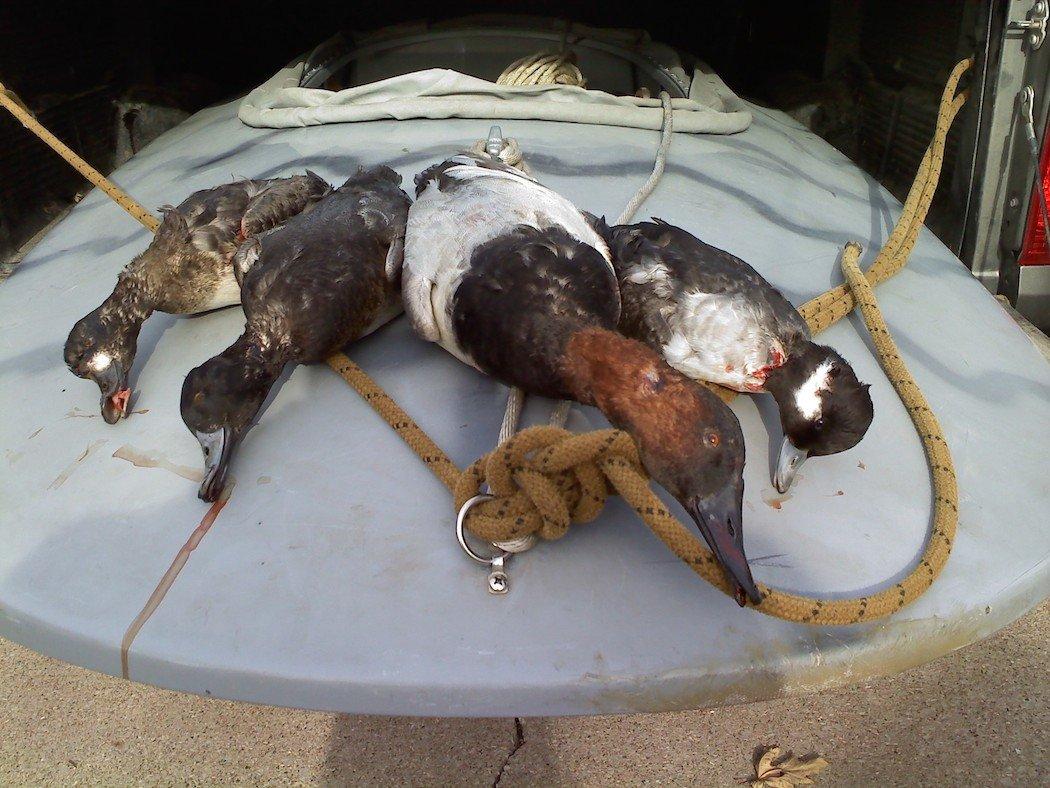 The Mississippi River is the place to capitalize on migrating canvasbacks. (Brian Lovett photo)
