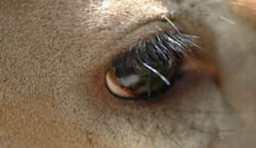By understanding the makeup and functions of whitetail eyes you can become a more productive hunter.  (Dr. Miller Image)