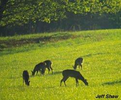 Most deer will feed together in a field in a configuration such as this to cover all angles and cover their hides from predators. (Jeff Shaw image)