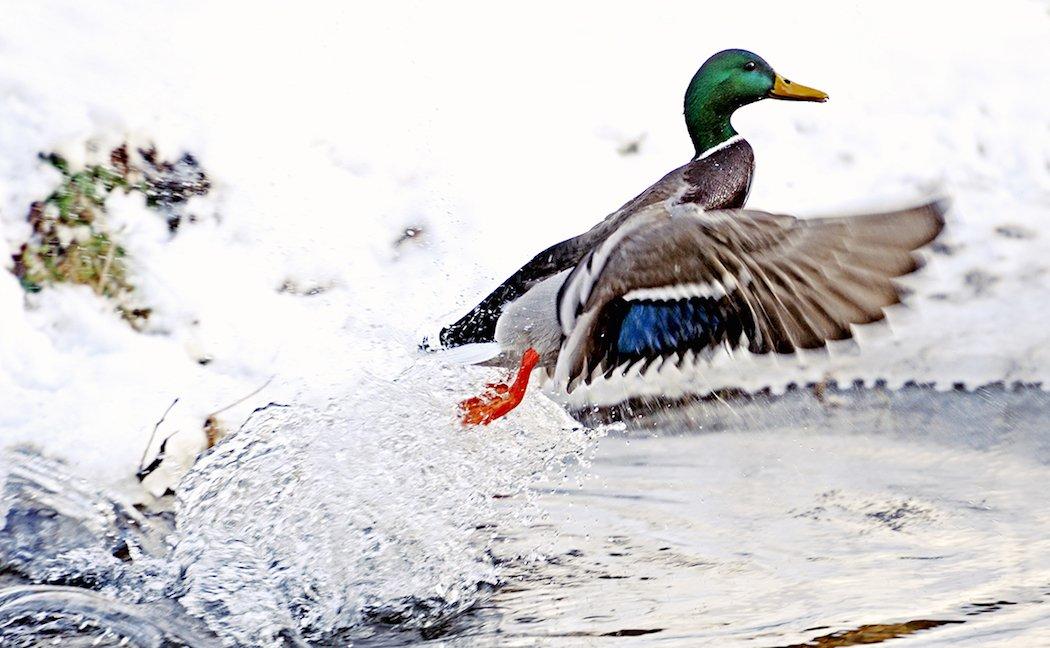 Jump-shooting ducks and geese is a whole new realm of fun.