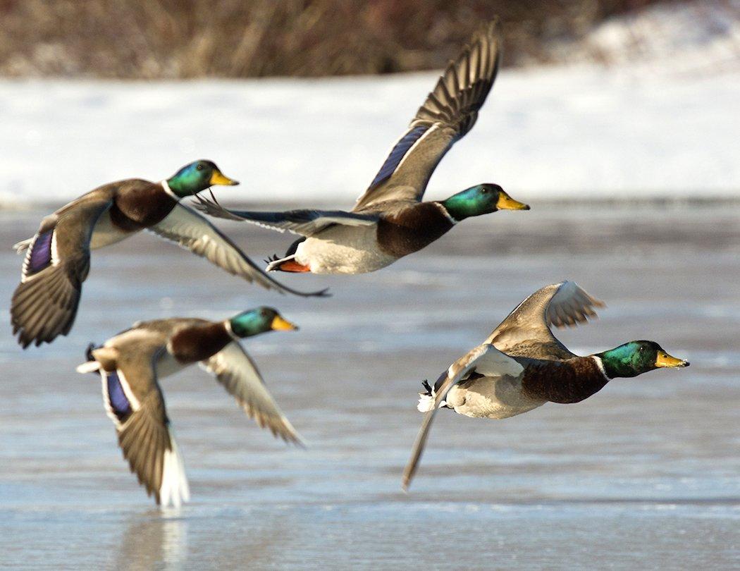 Hunting last-minute ducks during the late season doesn't have to be hard.