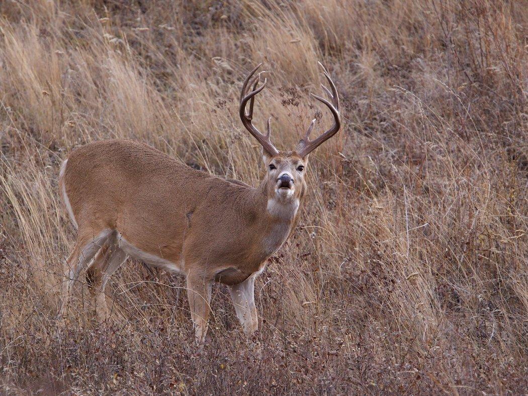 The rut isn't a time to lose focus.