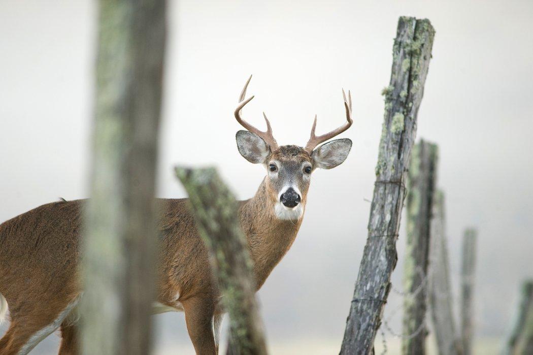 Try nontraditional places to kill a rutting buck this season.