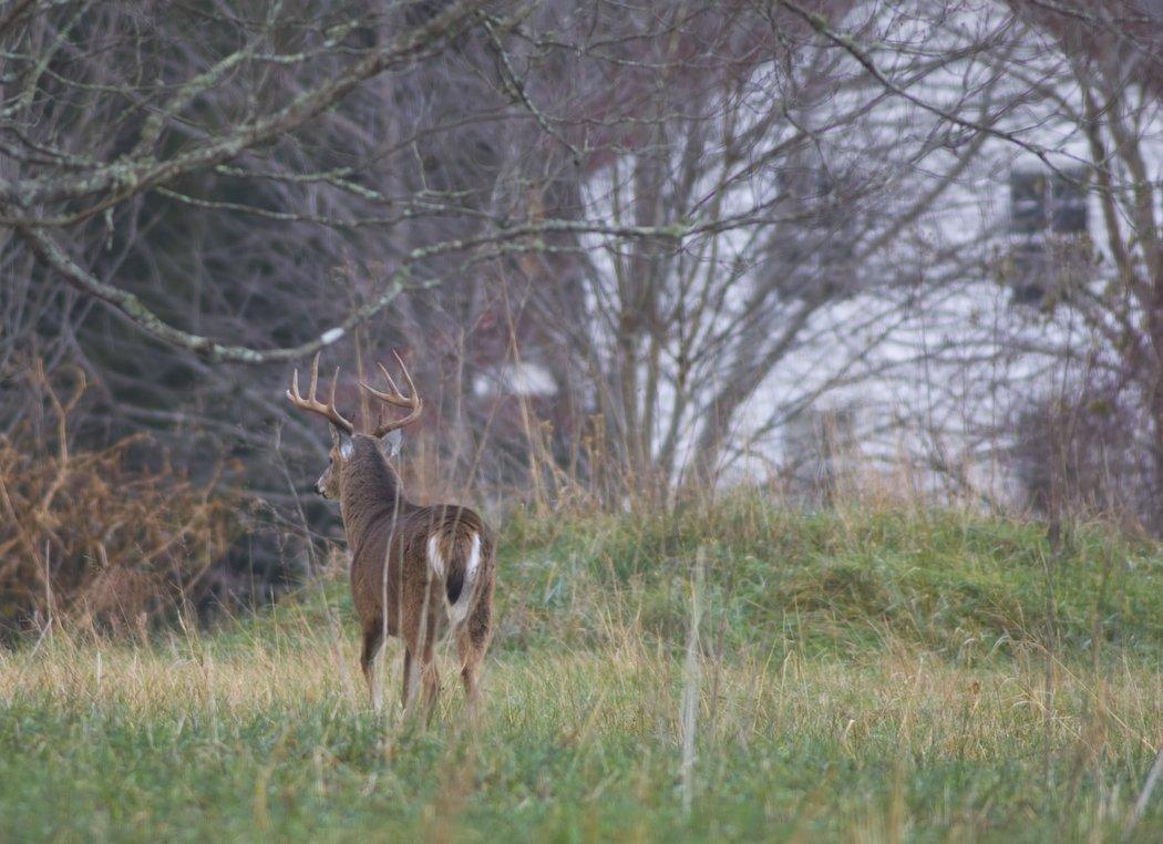 Don't ignore old farmhouses, barns and agricultural equipment during the rut. Bucks and does alike will be there.