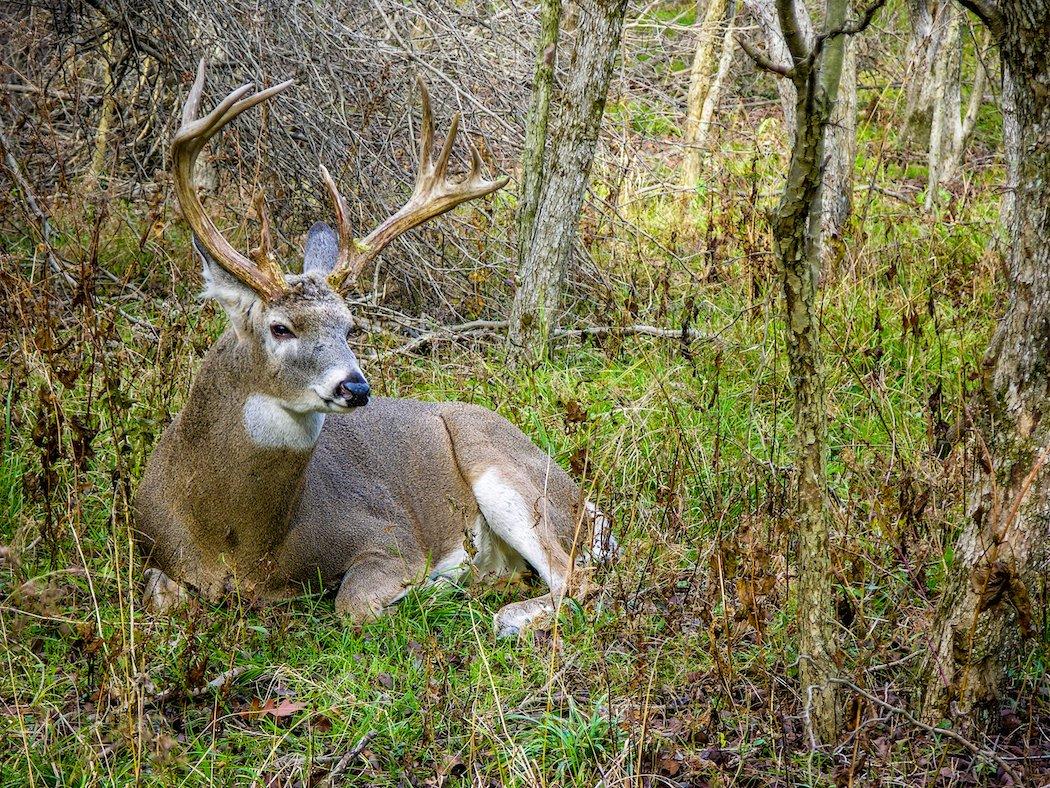 Save your best spot for the rut. You'll thank yourself for doing it.