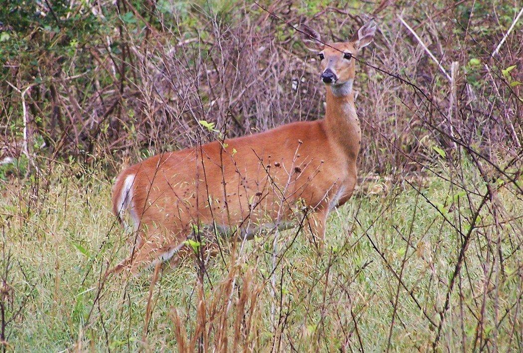 Shoot does early to fill the freezer and focus on your buck tag later in the season.