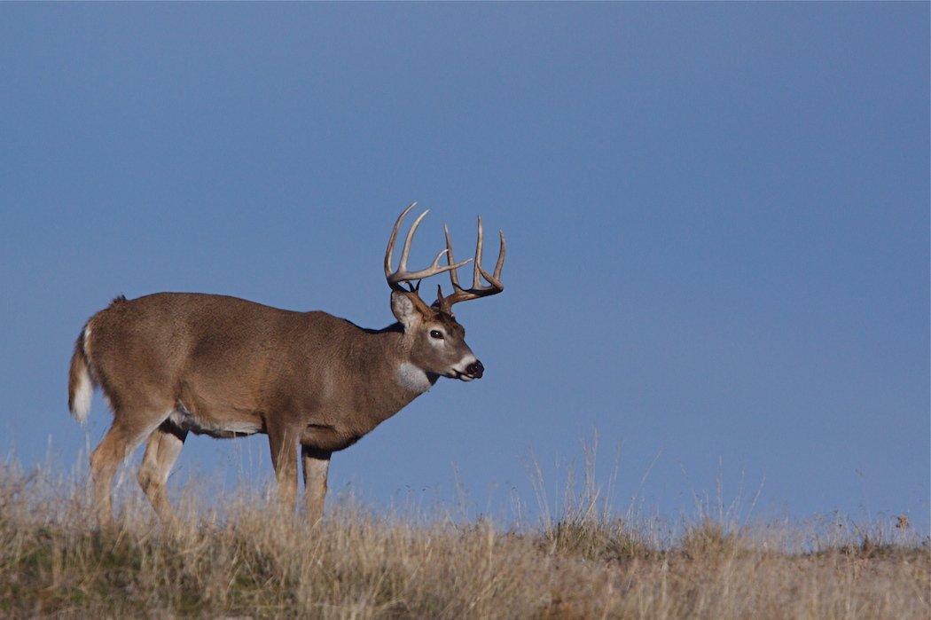 Recent reports show both antlered and antlerless harvest totals are rapidly declining across parts of the Midwest and Northeast.