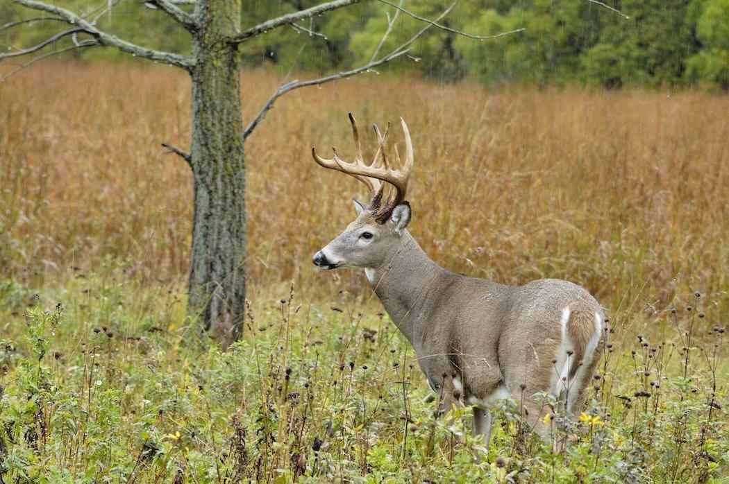 Hunting from the outside in could be the ticket to a filled tag this season.