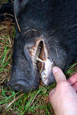 Check out those chompers. (Photo courtesy of Will Brantley)