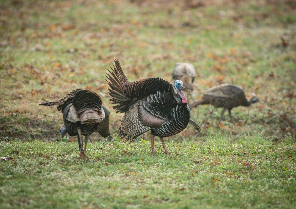 Maryland turkey hunters set a record. © Bill Konway photo