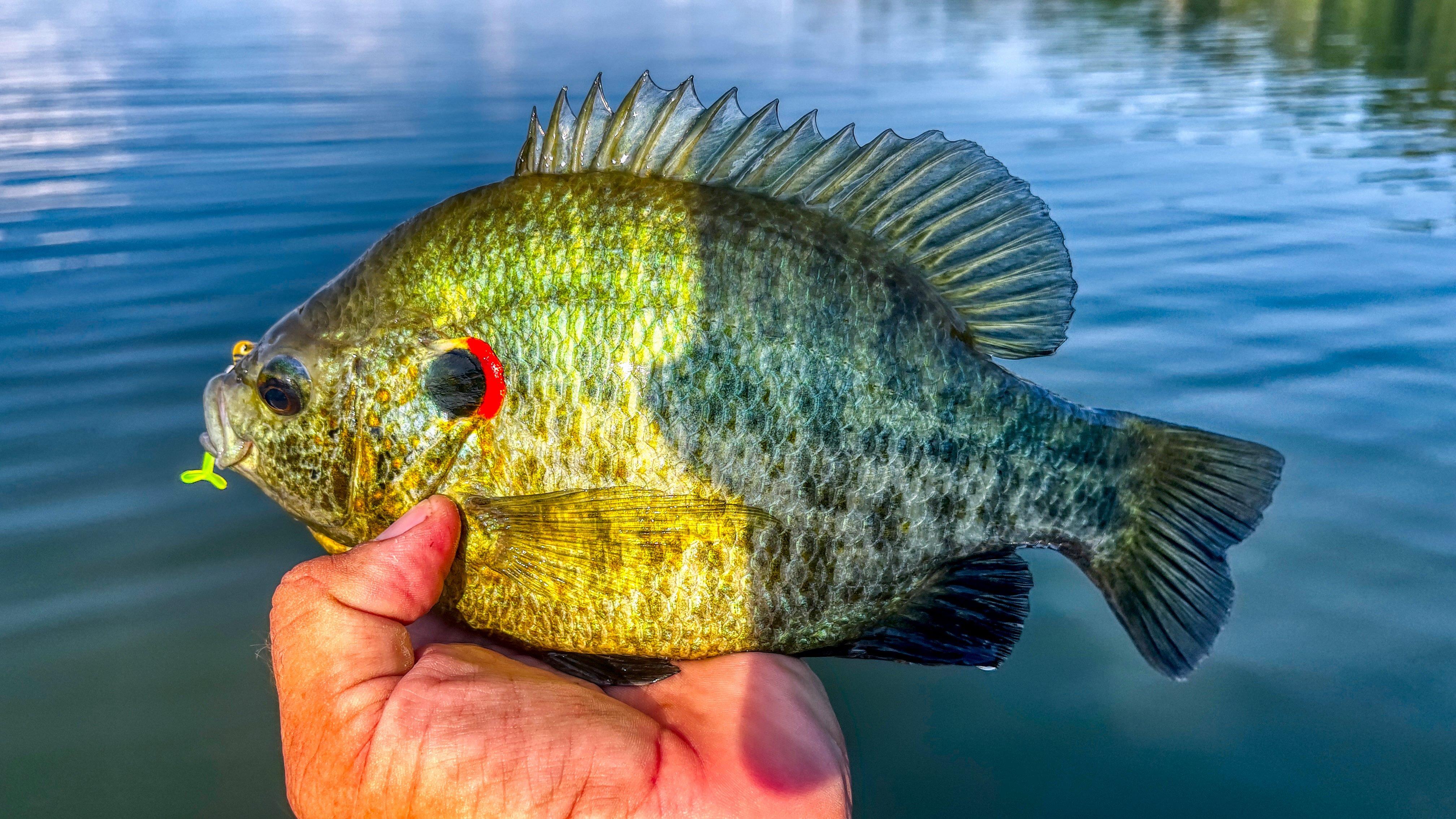 Secrets for Finding and Catching Redear Sunfish - Realtree Camo