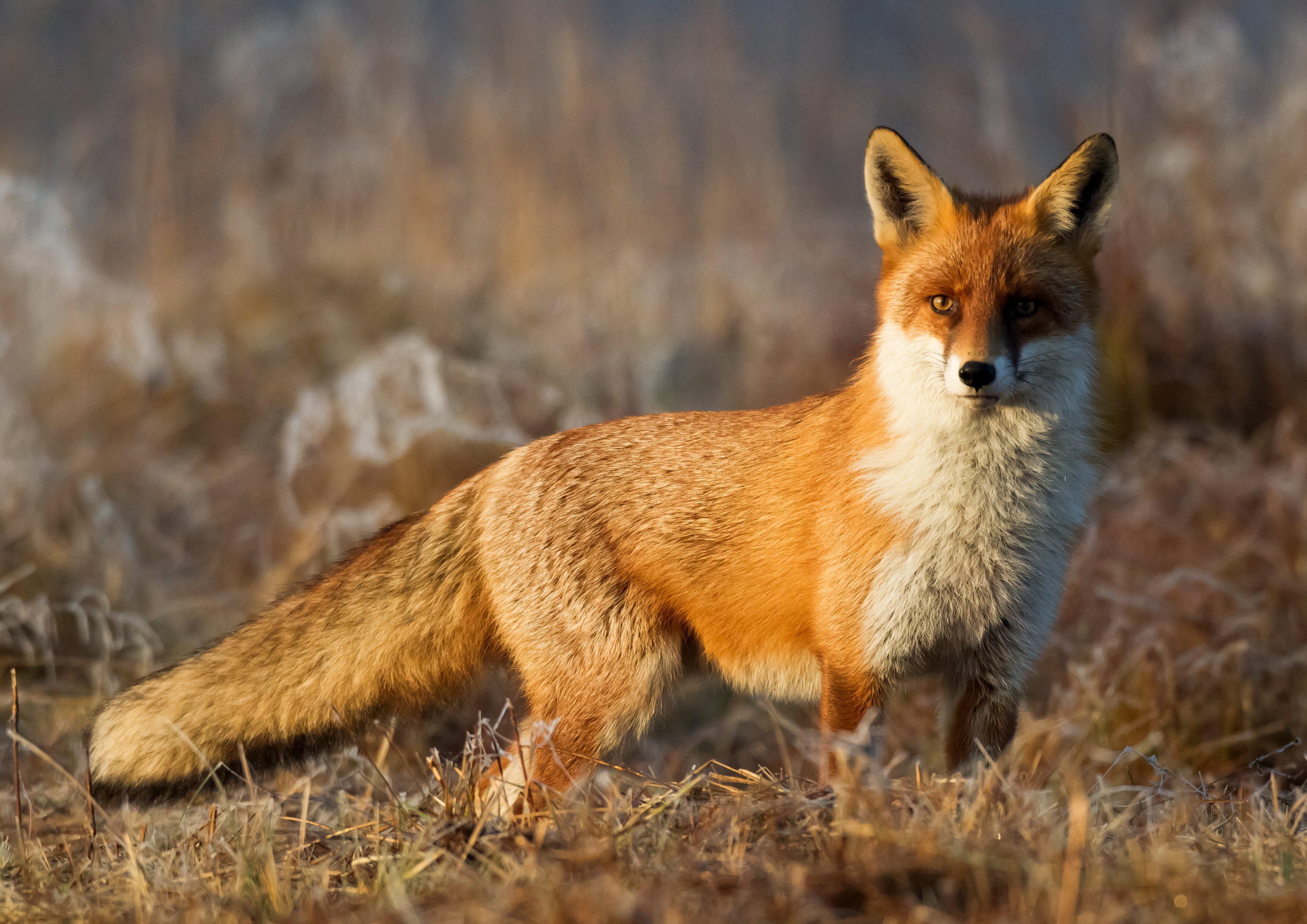 Image: red_fox