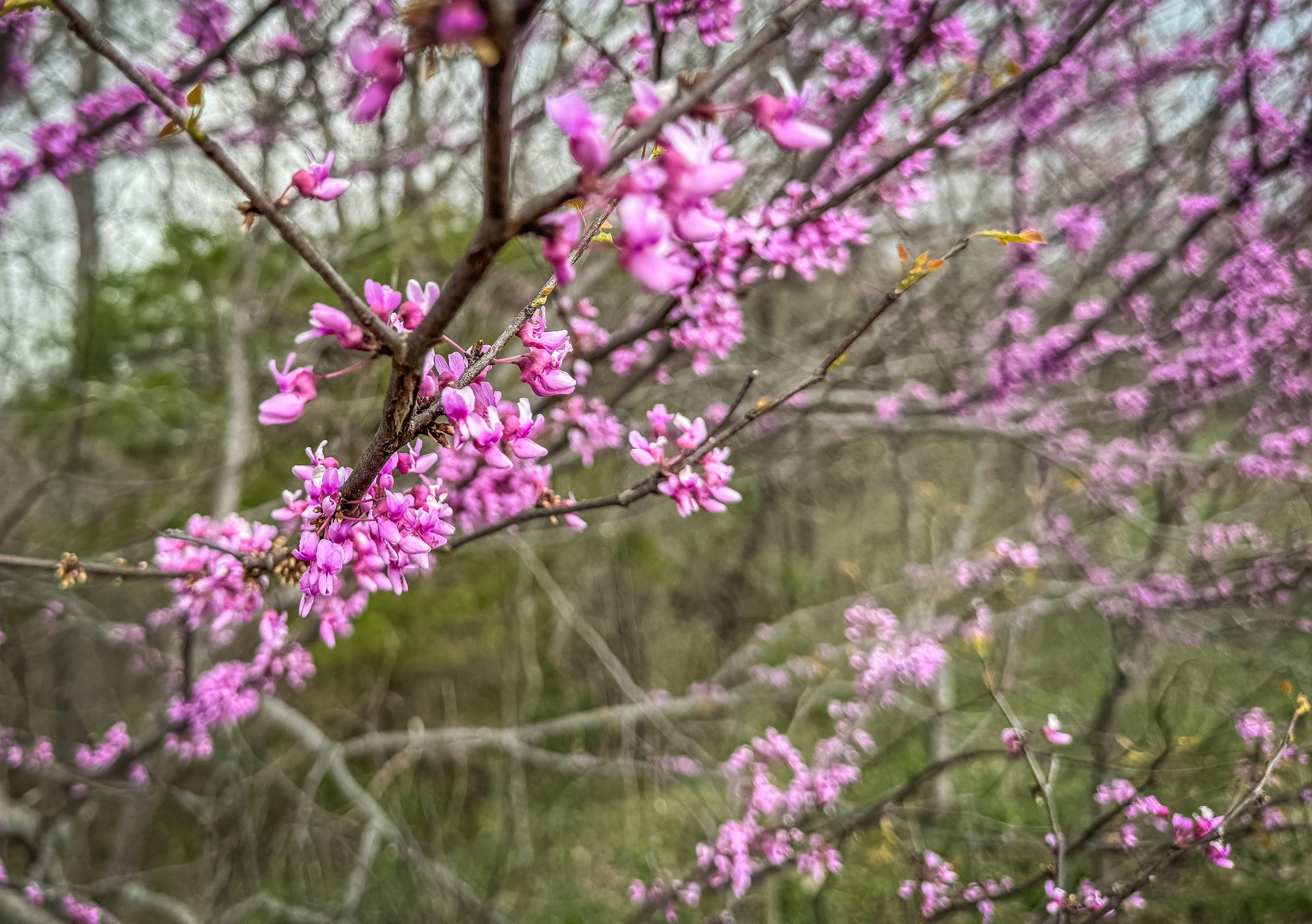 Image: redbud_syrup_1