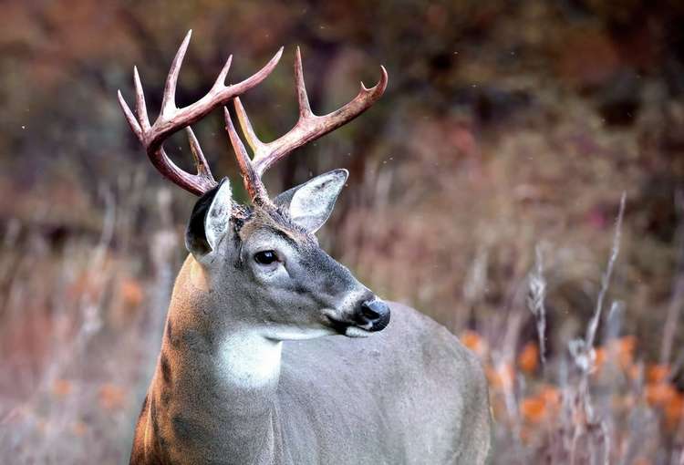 Oklahoma Nonresidents Must Now Get Permission to Hunt Public Land Image
