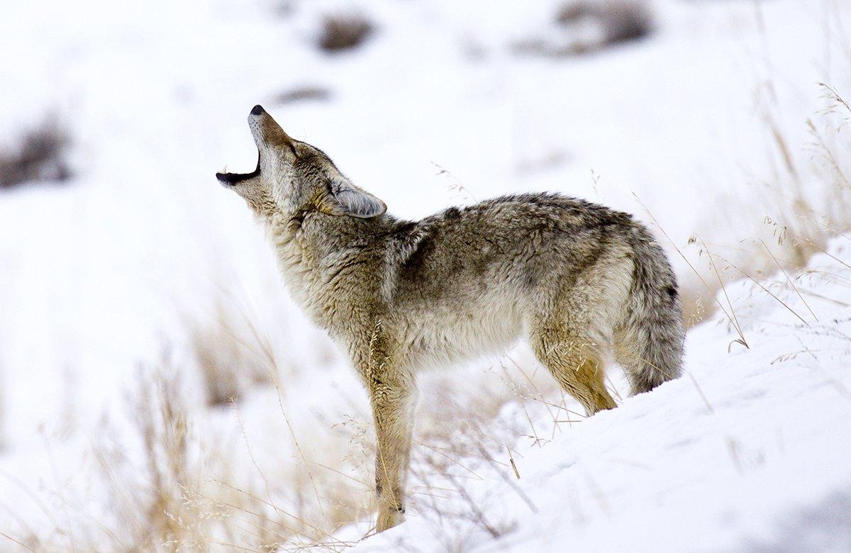 Best time to hunt coyotes in iowa in winter