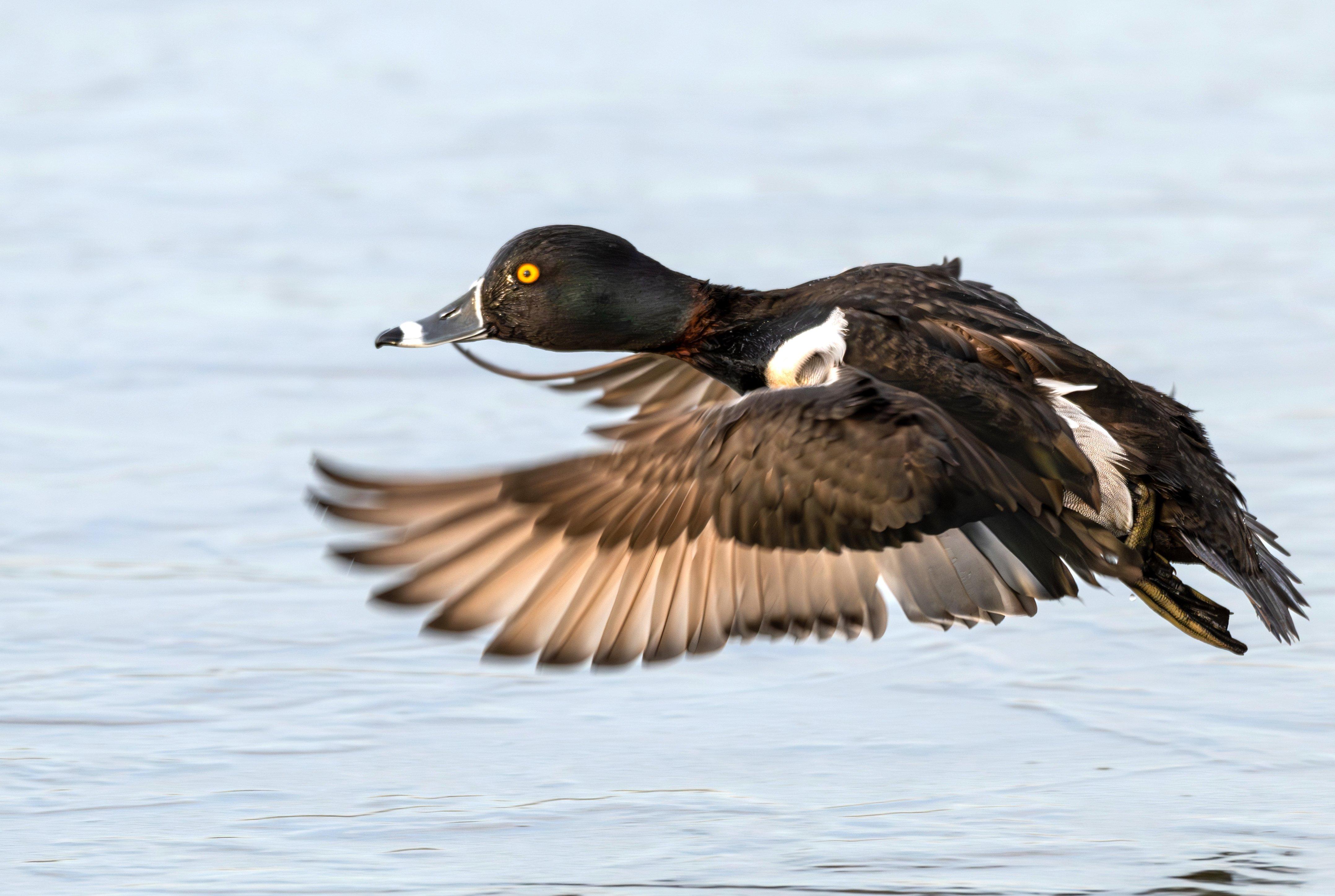 Image: ring_neck_duck