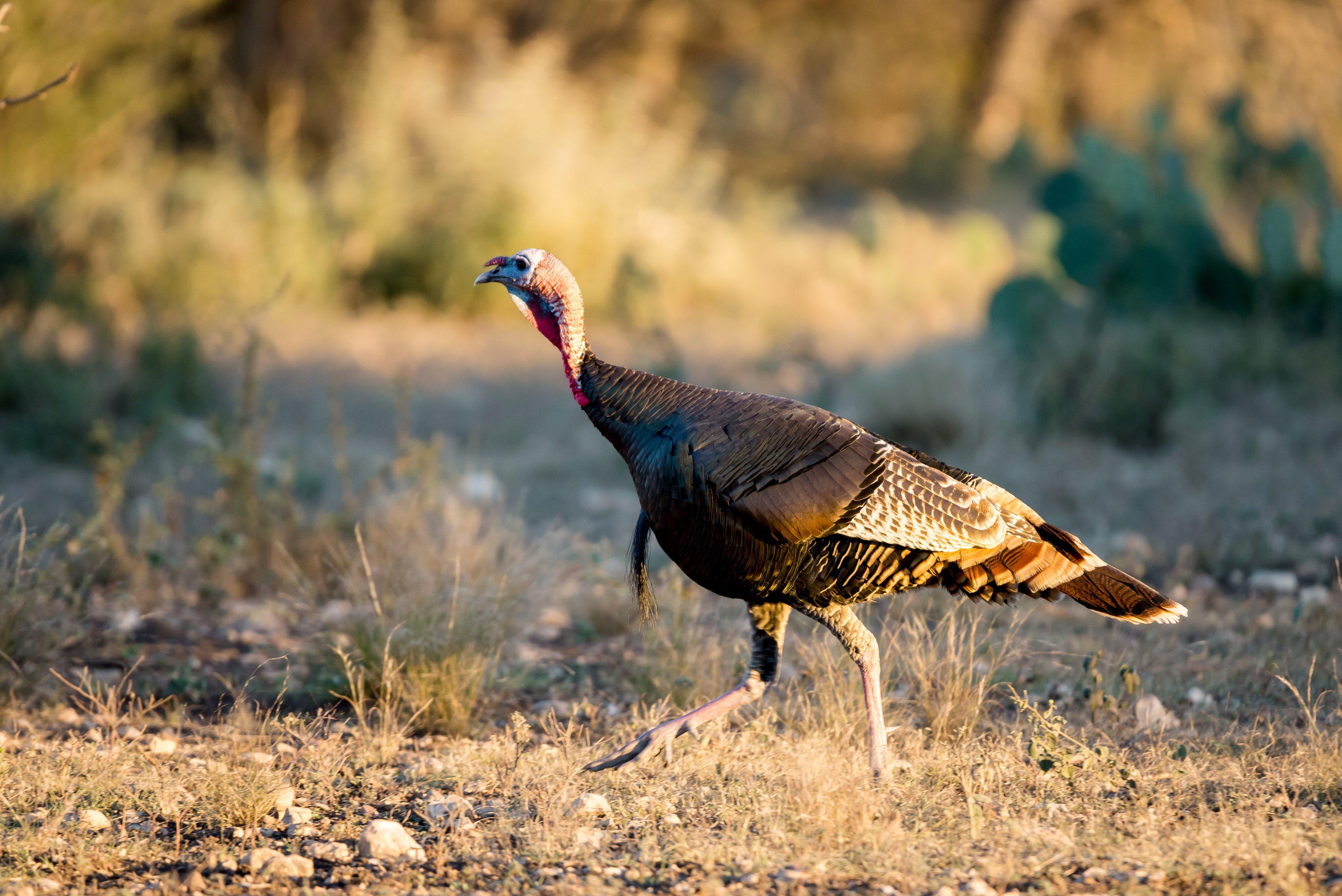 Turkey Hunting in Oklahoma Realtree Camo