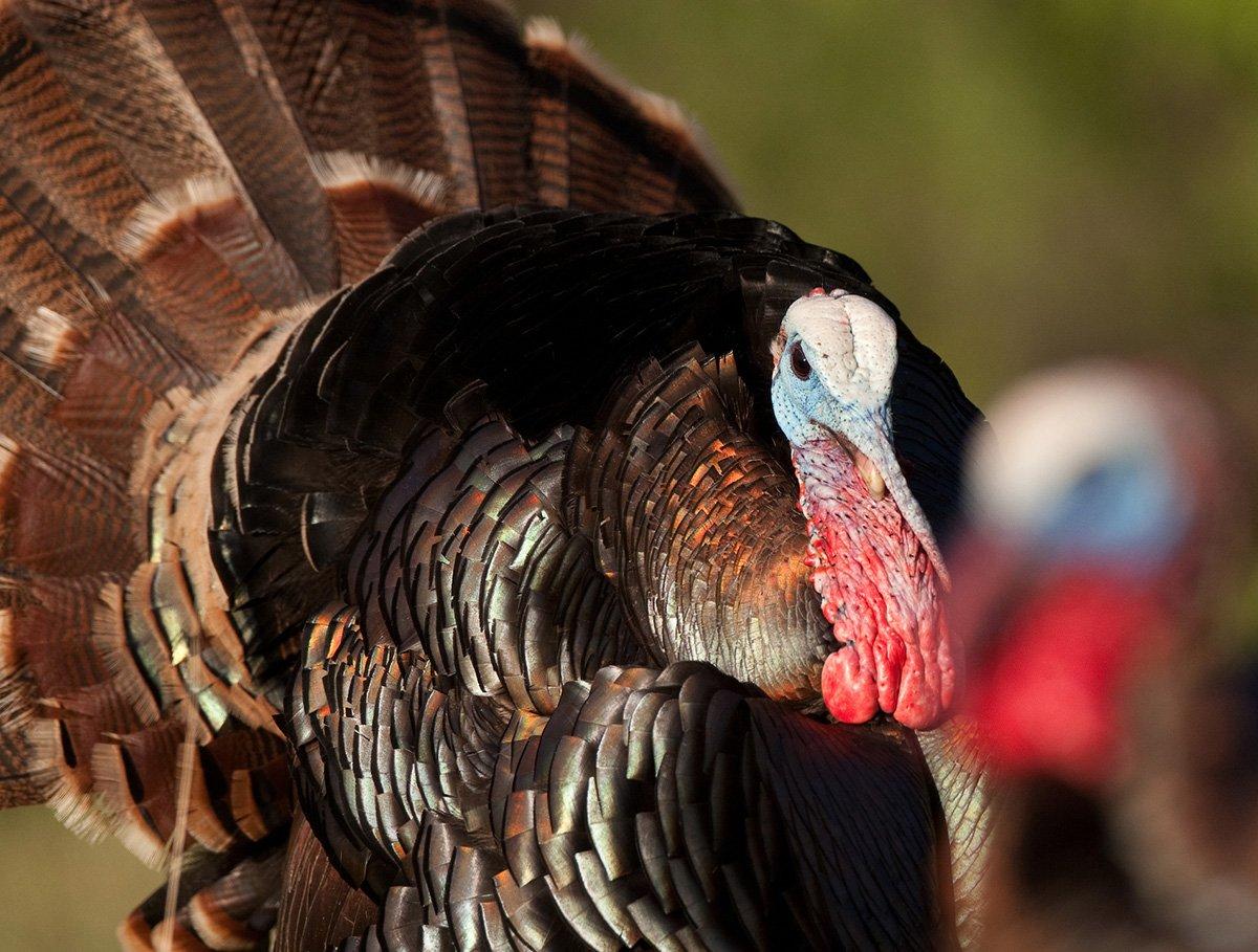 For Rio Grande gobblers like this one, online research can help you piece a road trip together. Image by Russell Graves