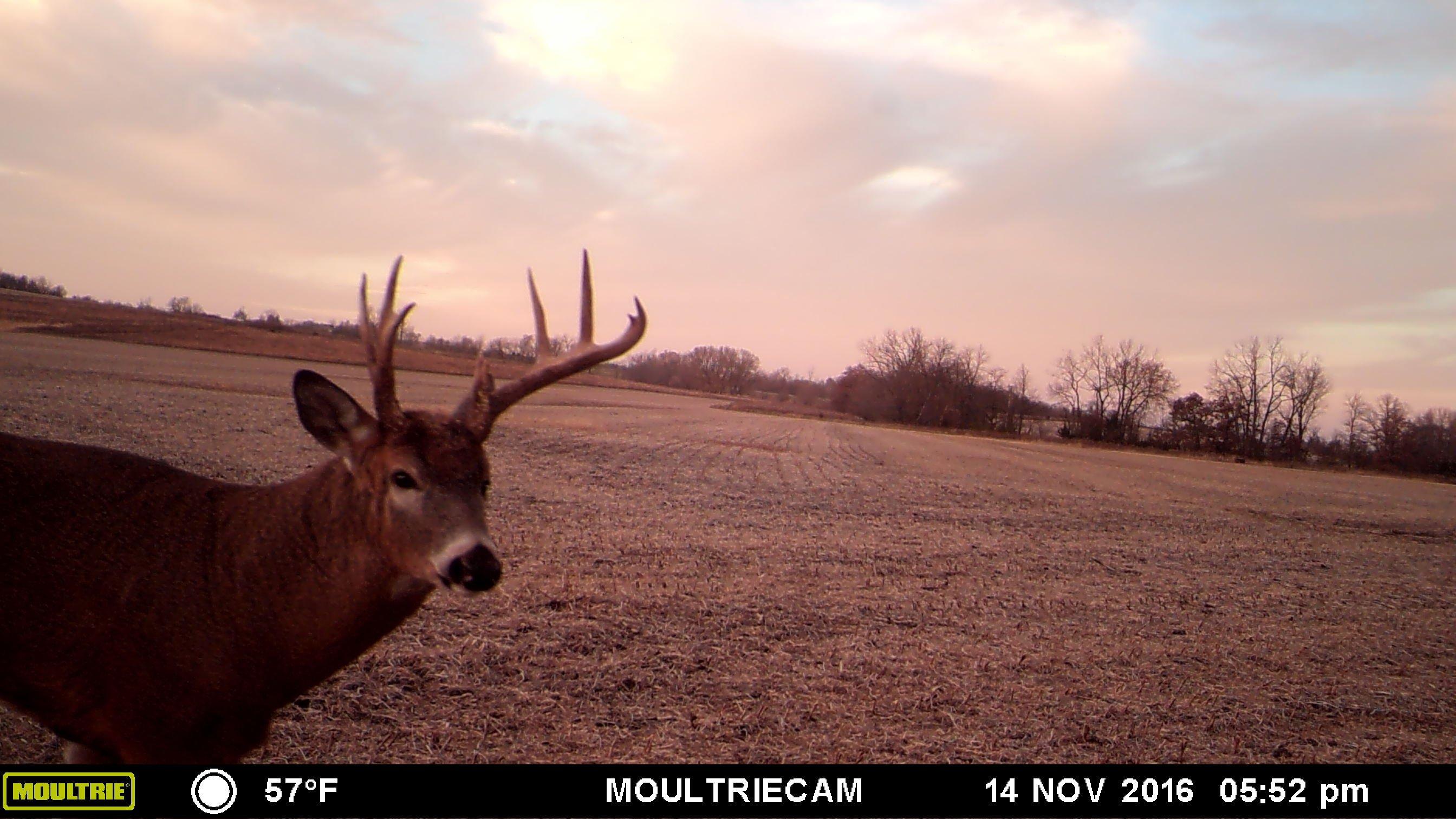 Unnatural shedding can result in deformed antlers the following year. (Ben Roberts photo)