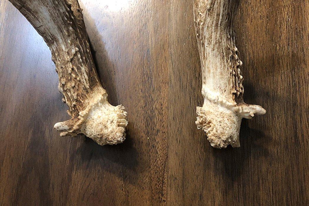 Have you ever picked up an abnormal shed antler? (Ben Roberts photo)