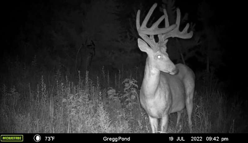 Following the buck on trail camera helped pattern this huge deer. Image courtesy of Rocco Besednjak Following the buck on trail camera helped pattern this huge deer. Image courtesy of Rocco Besednjak