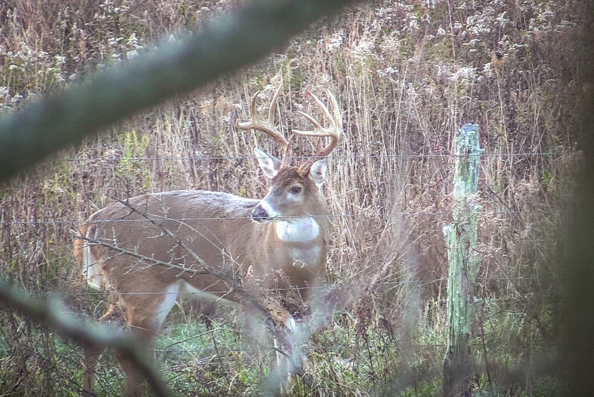 I never caught up to Patch. This video screen grab was captured right after he fought off another buck. You can see just a little blood on the tip of his left G3. (Josh Honeycutt photo)