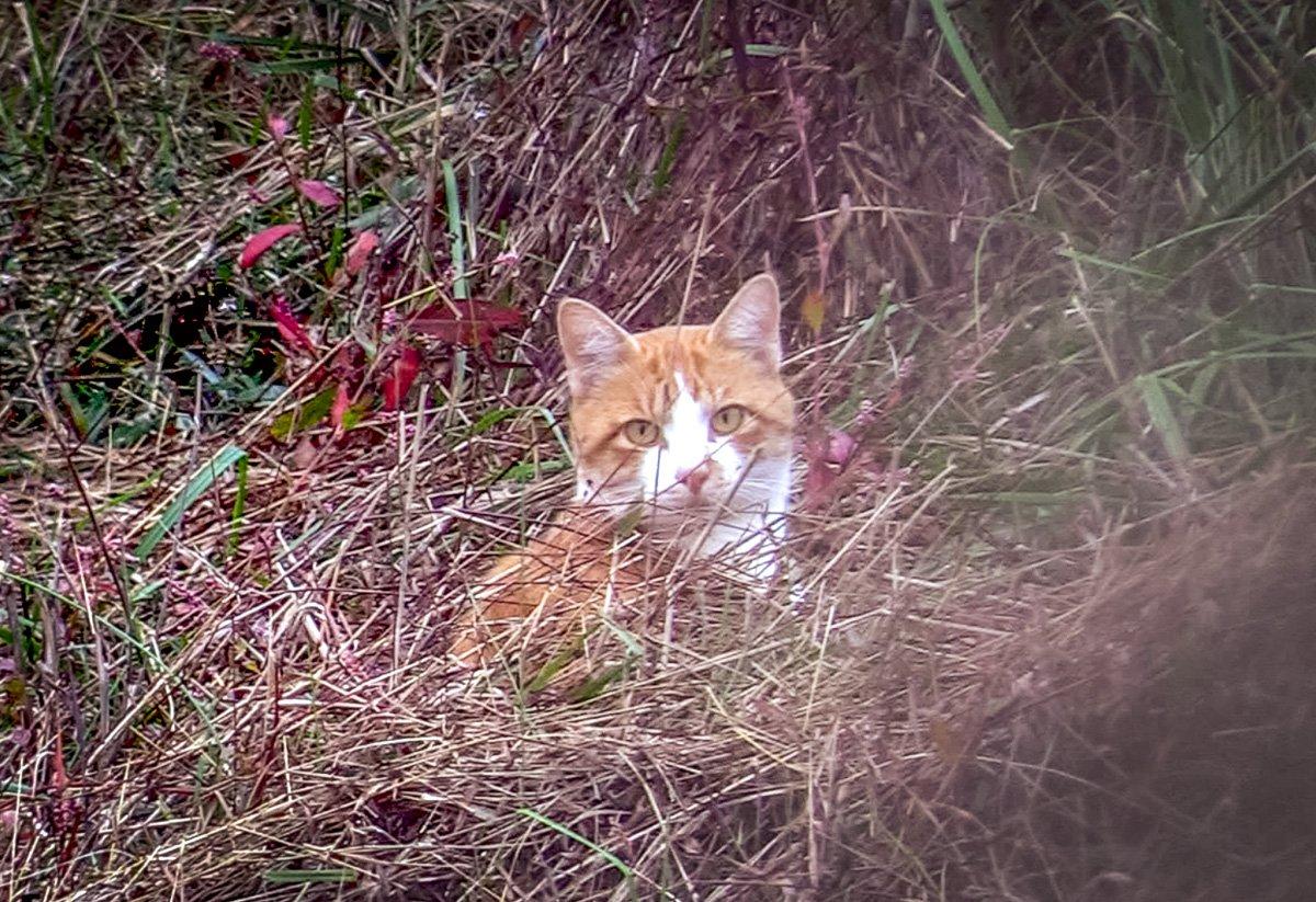 I called in more cats than bucks this deer season. (Josh Honeycutt photo)