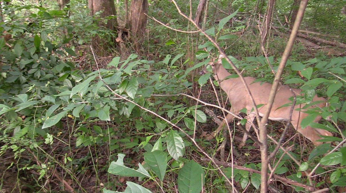 One of the coolest things that happened? I got 4 feet from a buck on the ground without a ground blind. He never knew I was there. (Josh Honeycutt photo)