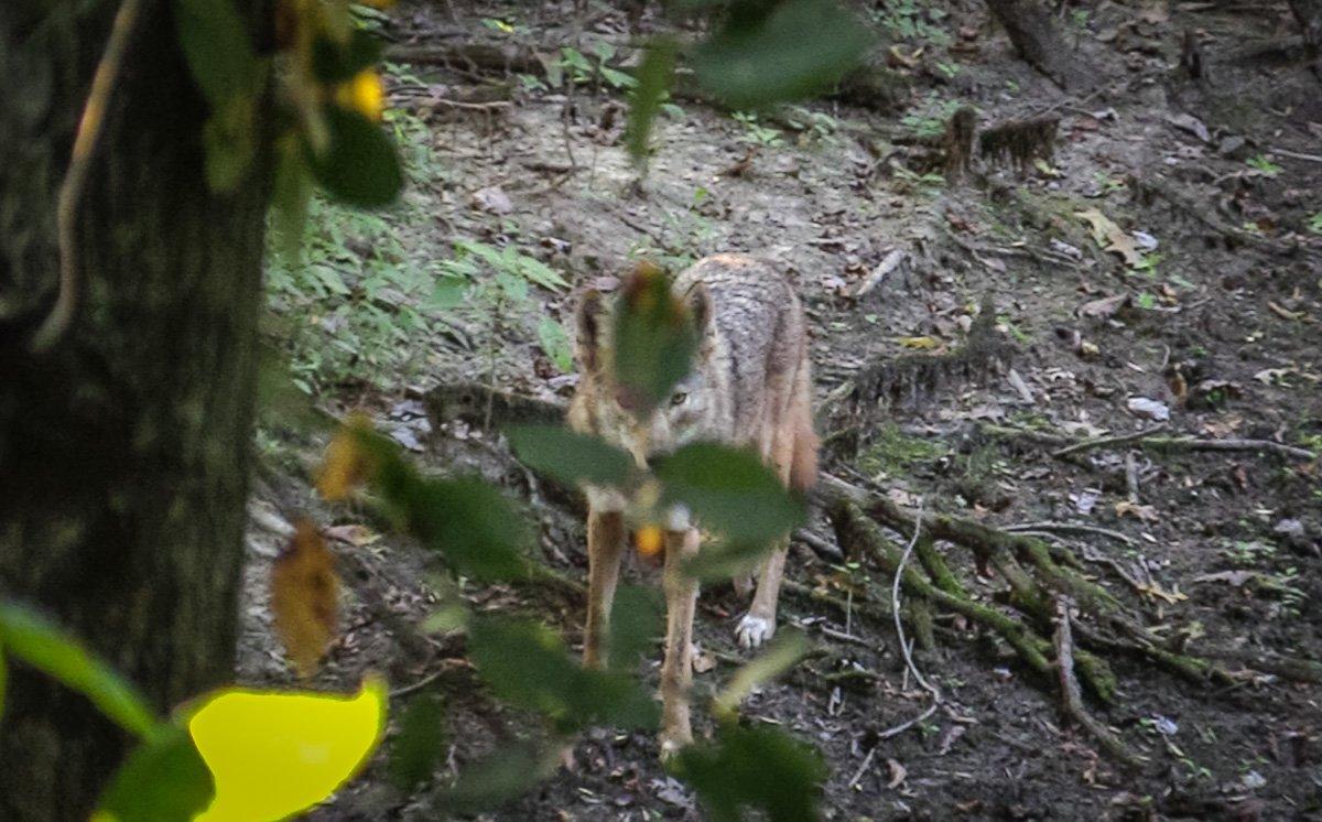 Coyotes ruined quite a few hunts this deer season. (Josh Honeycutt photo)