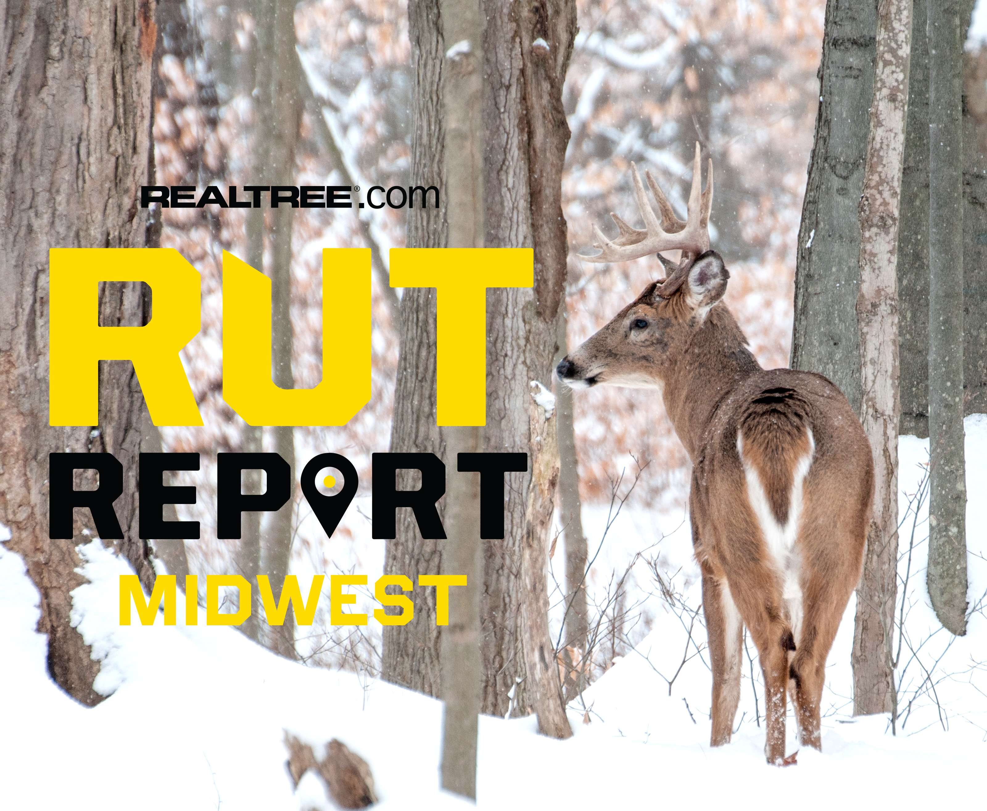 Midwest Rut Report: Second Rut Activity Marginal, Bucks Settling Into ...