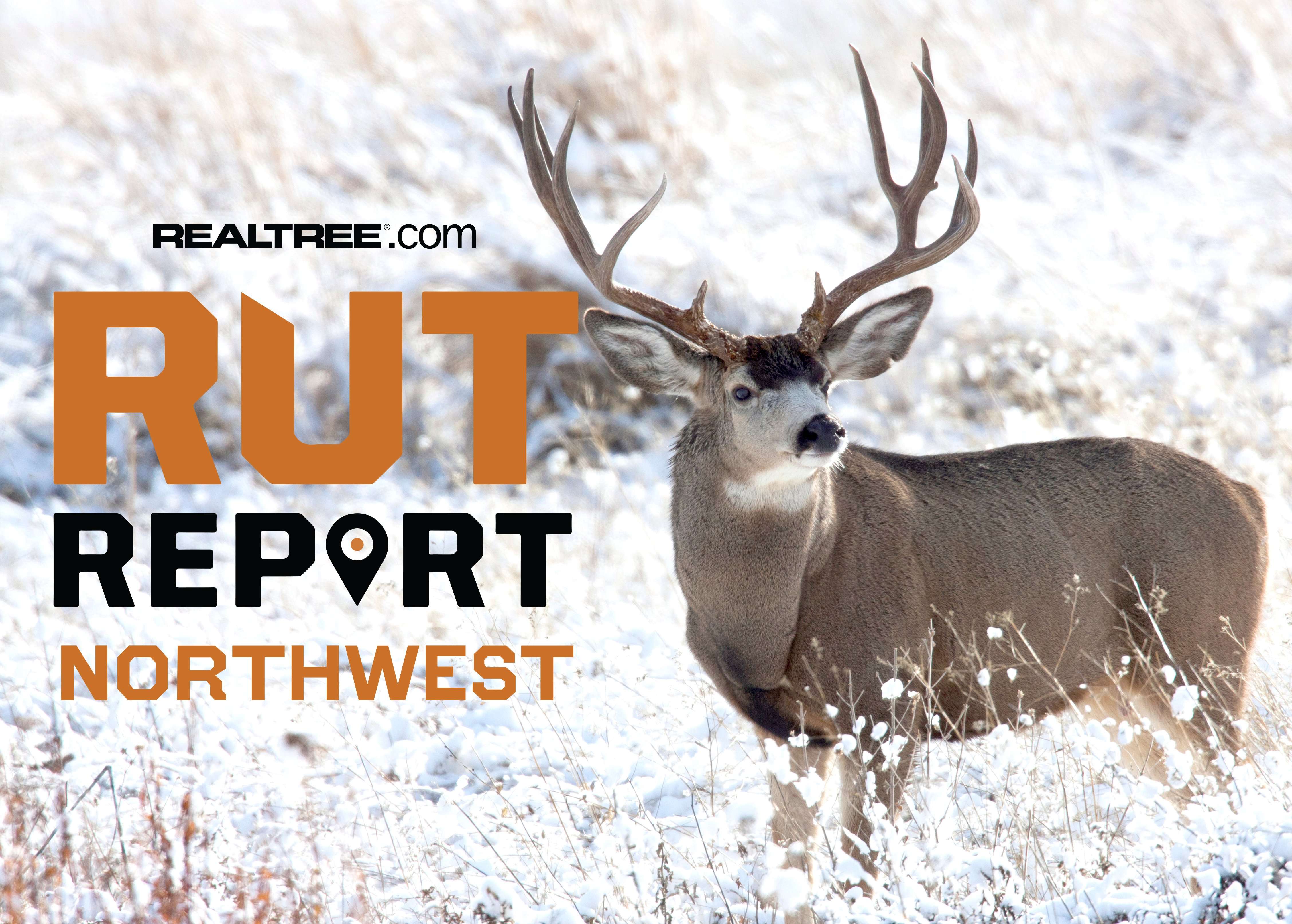 Northwest Rut Report, Week 10: Mule Deer Rut Over, Whitetail Seasons ...